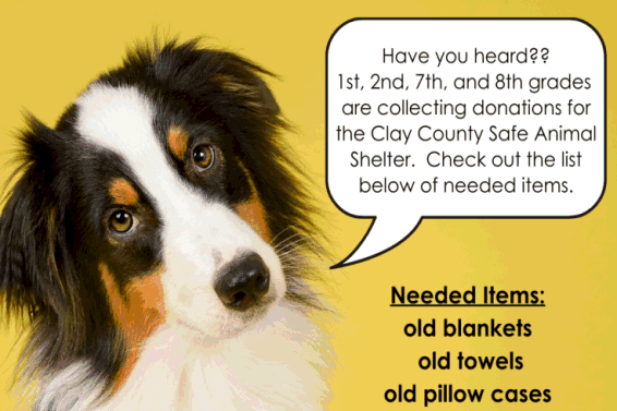 Safe Animal Shelter donation info